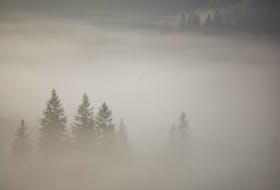Freezing fog can freeze onto subzero surfaces, including trees. -123 RF