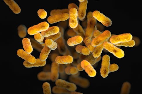 A close-up of Bordetella pertussis, the bacteria causing whooping cough.