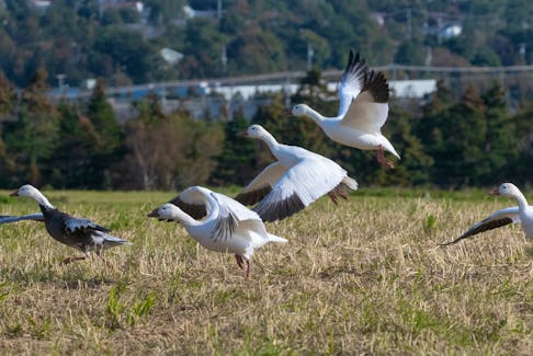 Part of the small flock of rare snow geese in an agricultural field in the Goulds. - Bruce Mactavish