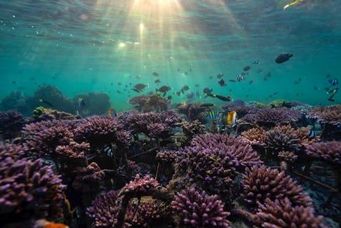 By David Stanway SINGAPORE (Reuters) - An alliance of nations said on Tuesday members would raise $12 billion to protect coral reefs from threats such as pollution and overfishing, but experts warned