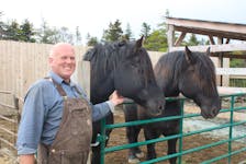 Jim Lester with his beloved percheron horses, Molly and Mike, who he says are the true stars of an upcoming Hallmark film that was shot in Newfoundland. Cameron Kilfoy/The Telegram.