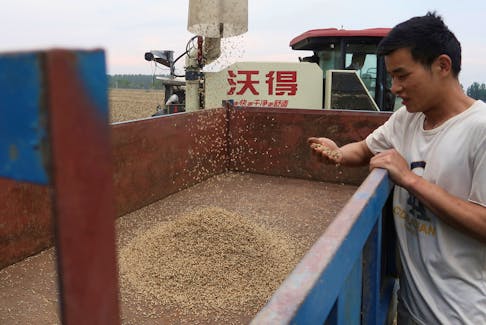 A farmer inspects the grains as a combine transfers harvested wheat to a trailer, at a field in Zhumadian, Henan province, China June 5, 2023.