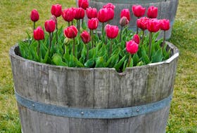 Plant bulbs in tiers to grow lots of flowers in small spaces like pots and tubs. 