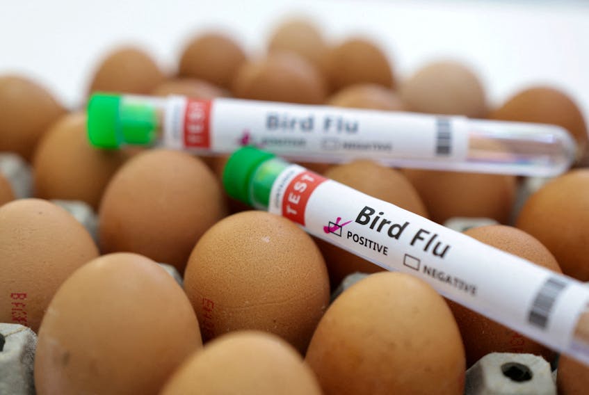 JOHANNESBURG (Reuters) - Grocery retailer SPAR Group is exploring potentially importing eggs from several southern African countries as South Africa's worst outbreak of avian flu hits egg supplies and