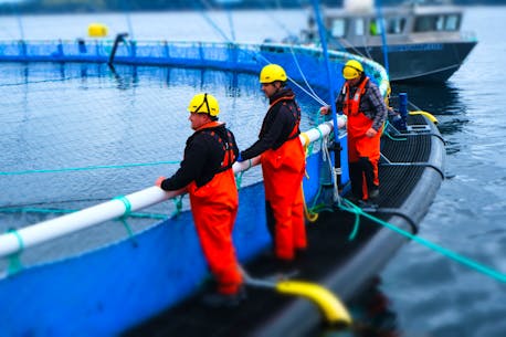 Milestone reached: Grieg Seafood delivers first harvest of farmed Atlantic salmon from Placentia Bay operation