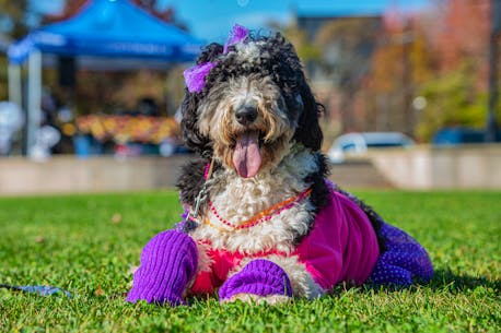 STANDALONE: Elroy the bernadoodle delivers fashion to Truro's pet costume contest