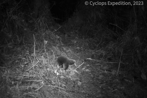 An echidna walks amid vegetation in the Cyclops Mountains, Papua, Indonesia July 22, 2023.    Expedition Cyclops/Handout via