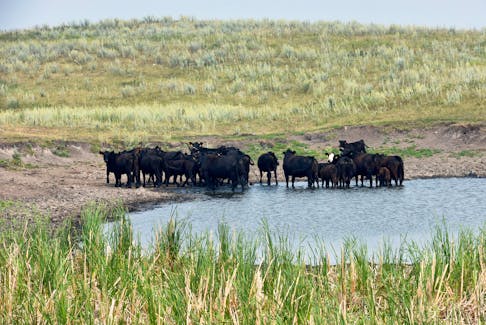 Cattle congregate in mid-day heat at a pasture water pond near Gackle, North Dakota, U.S., July 30, 2021.