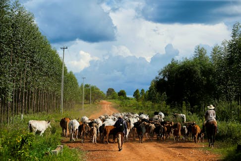 A cowboy herds cattle in Nueva Italia, Paraguay March 17, 2023.