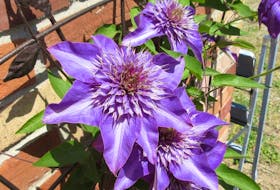 Not all clematis vines are pruned in the same way, says garden expert Helen Chesnut. 