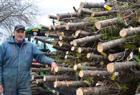 Kevin Elworthy of  Elworthy's Tree Farm on Mira Road has been busy getting trees ready to ship to New York. 
BARB SWEET/CAPE BRETON POST