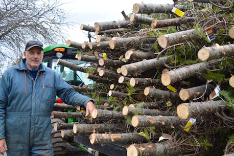 'It's gonna be quiet around here this year': Cape Breton Christmas tree farm concentrates on export market