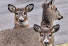 A trio of deer in the Town of Yarmouth. ZELAINA STRUG-ZELMER PHOTO