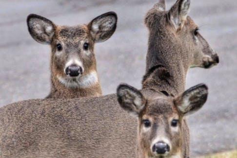 A trio of deer in the Town of Yarmouth. ZELAINA STRUG-ZELMER PHOTO