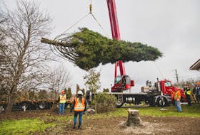 The Christmas tree for Boston being lifted off of Bette Gourley's front lawn at her Stewiacke home. Crowds came to attend the tree cutting, with the tree being gifted to the city in time for their annual tree lighting on Nov. 30. Nick Gaines