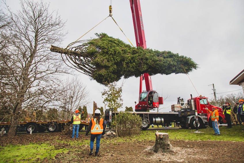 The Christmas tree for Boston being lifted off of Bette Gourley's front lawn at her Stewiacke home. Crowds came to attend the tree cutting, with the tree being gifted to the city in time for their annual tree lighting on Nov. 30. Nick Gaines