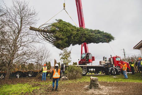 ‘It’s a privilege’: Stewiacke family donates Christmas tree to the City of Boston