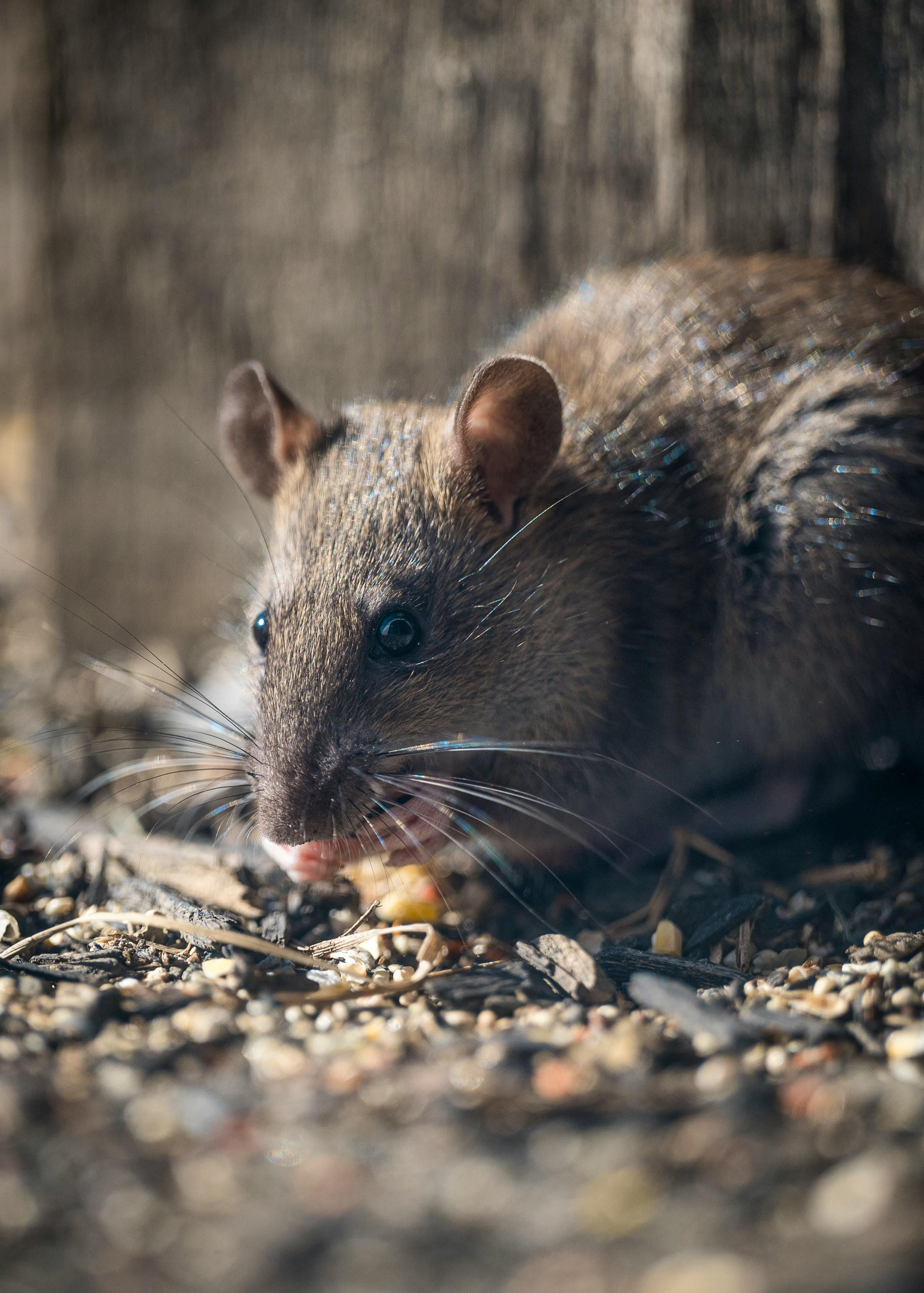 7 Best Rat Traps of 2023, According to a Pest Control Expert
