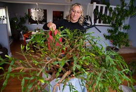 Jacquie MacDonald waters her Christmas cactus at her Cole Harbour home on Friday, Nov. 17, 2023.
Ryan Taplin - The Chronicle Herald