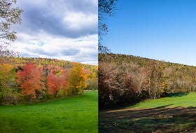 Two photos indicate the difference in leaf colour intensity for the same forest location in Carroll’s Corner on Oct. 9, 2022 (left) and Oct. 9, 2023 (right). Janet O'Toole