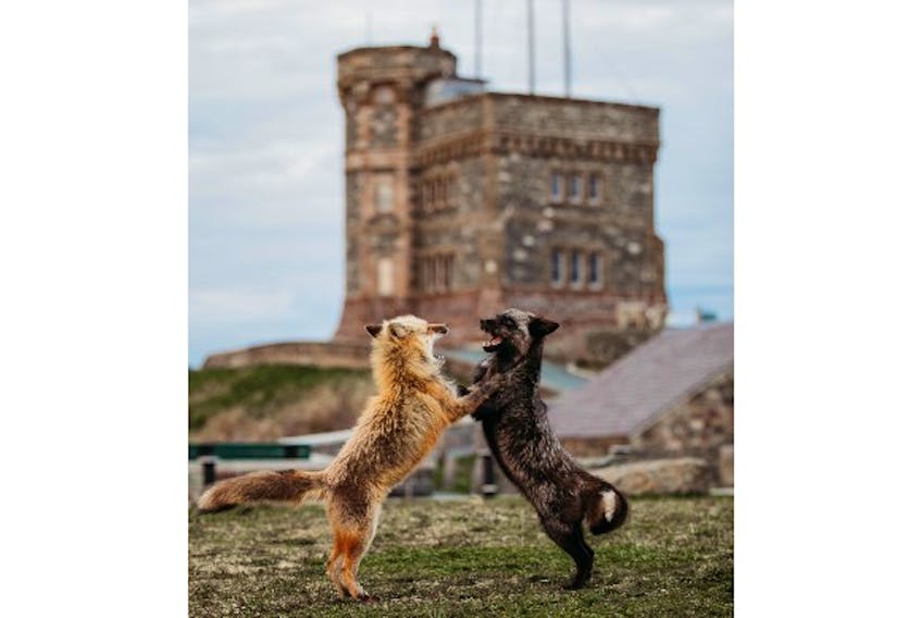 Two foxes wrestled with each other on Signal Hall in May 2022. Photographer Chelsey Lawrence said the two have been frequenting the area most years. - Contributed