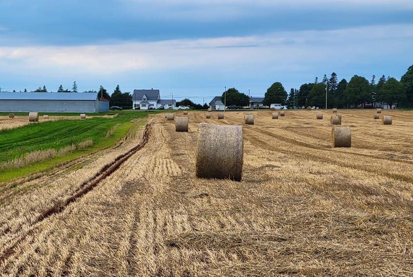 A wheat field near New Annan as seen from the Confederation Trail. A 2021 national census of agriculture found P.E.I. lost 11.7 per cent of its farms in five years. – Stu Neatby