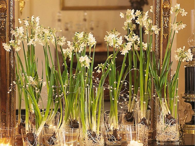 How to Plant and Grow Paperwhites