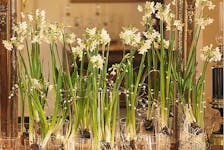 Elegant 'Paperwhite' narcissus are the quintessential forcing bulb. 