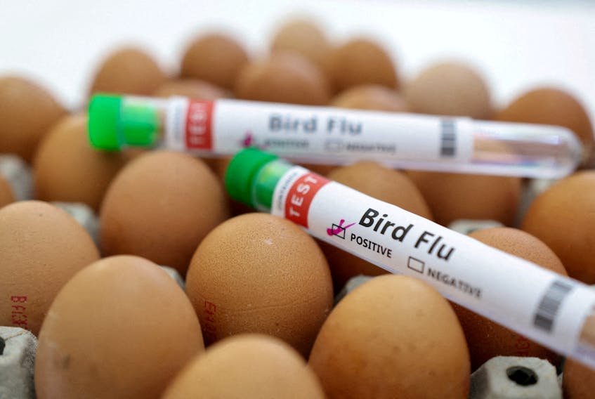 est tubes labelled "Bird Flu" and eggs are seen in this picture illustration, January 14, 2023.
