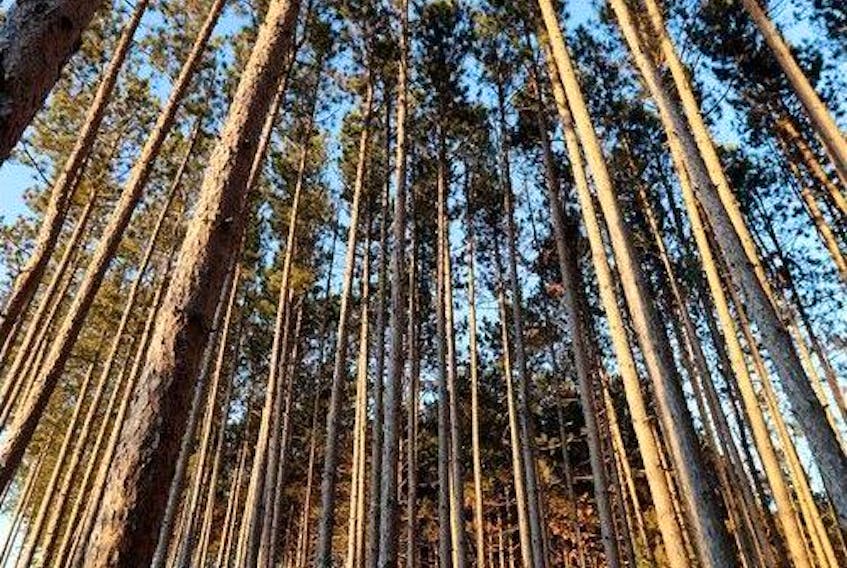  The Ottawa Airport Authority has made the decision to move ahead with the clearing of the Hunt Club Pine Plantation.
