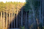  The Ottawa Airport Authority has made the decision to move ahead with the clearing of the Hunt Club Pine Plantation (pictured), but many locals and some city councillors are upset by the decision.