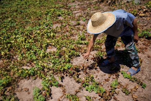 Local farmer Chen Xiaohua, 68, shows his dead sweet potato plants after all his crops perished as the region is experiencing a drought in Fuyuan village in Chongqing, China, August 19, 2022. 