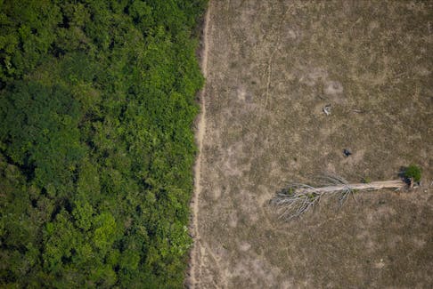 A fallen tree lies in an area of the Amazon jungle that was cleared by loggers and farmers near Porto Velho, Rondonia State, Brazil, August 14, 2020.