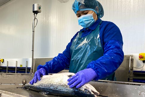 A worker grades a salmon at the official opening of the Quinlan Brothers Ltd. fish plant in Bay de Verde Tuesday. Keith Gosse/The Telegram