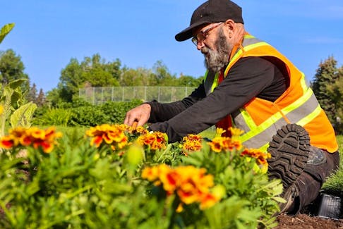 Landscaper Dave Olecko plants marigolds in the flower beds in Riley Park on Monday, June 5, 2023. 
Gavin Young/Postmedia