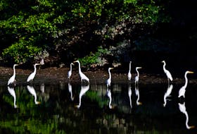 Herons are seen on the Piraiba river before a summit of Amazon rainforest nations, in Belem, Para state, Brazil August 6, 2023.