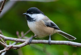 The black-capped chickadee is one of of the most familiar people friendly birds in Canada. - Bruce Mactavish