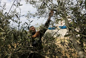 A Palestinian man collects olives on a farm during a temporary truce between Israel and the Palestinian Islamist group Hamas, in Khan Younis in the southern Gaza Strip November 28, 2023.