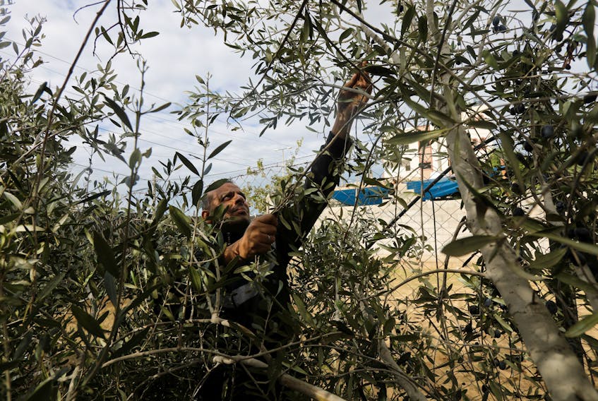 A Palestinian man collects olives on a farm during a temporary truce between Israel and the Palestinian Islamist group Hamas, in Khan Younis in the southern Gaza Strip November 28, 2023.