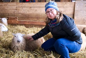 Amanda Moore bought Shetland sheep to produce some unique wool for P.E.I. knitters and weavers. Moore said Shetland wool is her favourite wool to work on for her yarn dyeing projects. Floramie Rose Rolian • Special to The Guardian