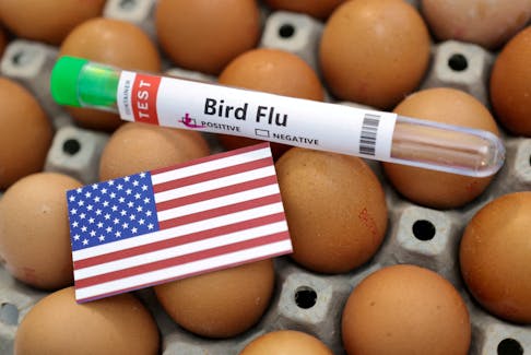 A test tube labelled "Bird Flu", eggs and a piece of paper in the colours of the U.S. national flag are seen in this picture illustration, January 14, 2023.