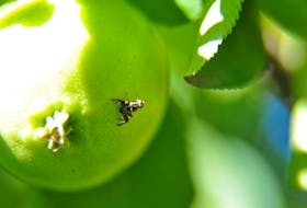 EDMONTON, AB. JULY 24, 2014 -This is the Apple Maggot Fly.  Apple maggot has infested most apple trees in Edmonton. Sarah McPike with Operation Fruit Rescue is studying the maggot and finding out what can be done about the infestation. Shaughn Butts/Edmonton Journal