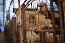 Dogs are pictured in a cage at a dog meat farm in Hwaseong, South Korea, November 21, 2023.  