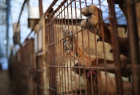 Dogs are pictured in a cage at a dog meat farm in Hwaseong, South Korea, November 21, 2023.  