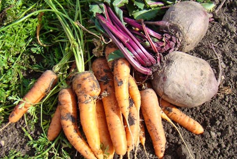 Helen Chesnut explains ways to keep beets and carrots in good, useable condition this winter.