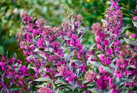 Pearl Glam beautyberry is a standout shrub with purple autumn berries. - Proven Winners ColorChoice