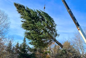 A 35-foot-tall Balsam Fir tree in Shelburne is lifted by a boom truck after being cut. The tree is annual gift from the Town of Shelburne to its sister city, Gloucester, Massachusetts. Contributed