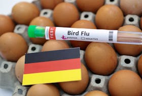 A test tube labelled "Bird Flu", eggs and a piece of paper in the colours of the German national flag are seen in this picture illustration, January 14, 2023.