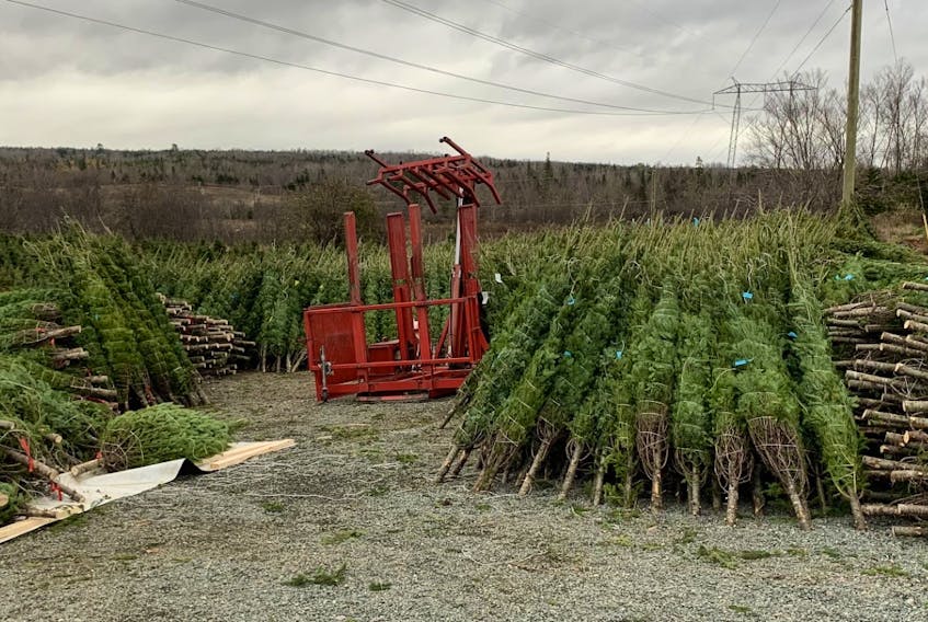 Northern Lights Christmas Tree Farm in Belmont, N.S. They donated six baled trees that accompanied the Tree for Boston where they will be donated to local charities. Don Cameron