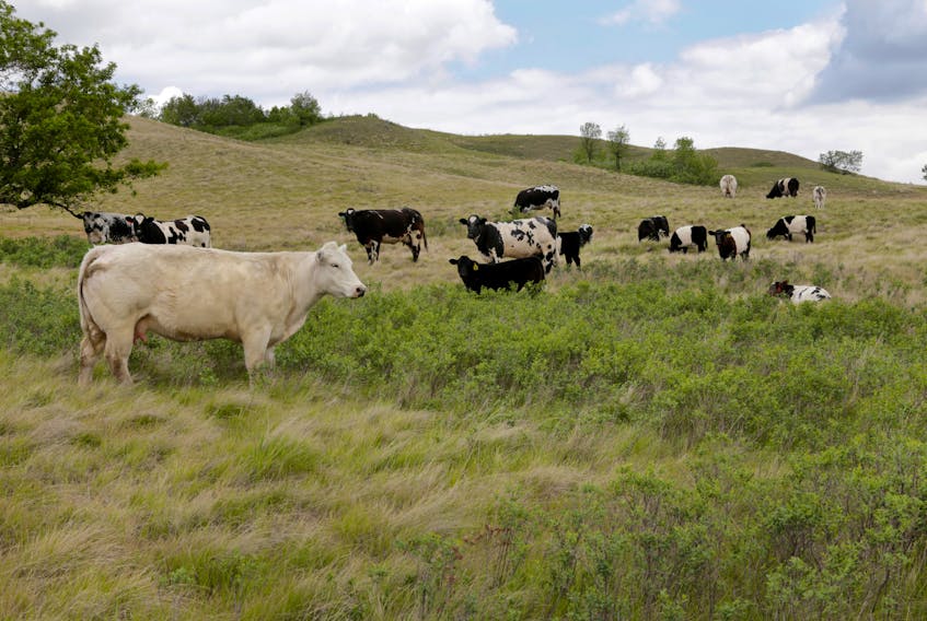 File photo: Cattle graze on a pasture affected by the recent drought on a farm near Fairy Hill, Saskatchewan, Canada, June 25, 2019.